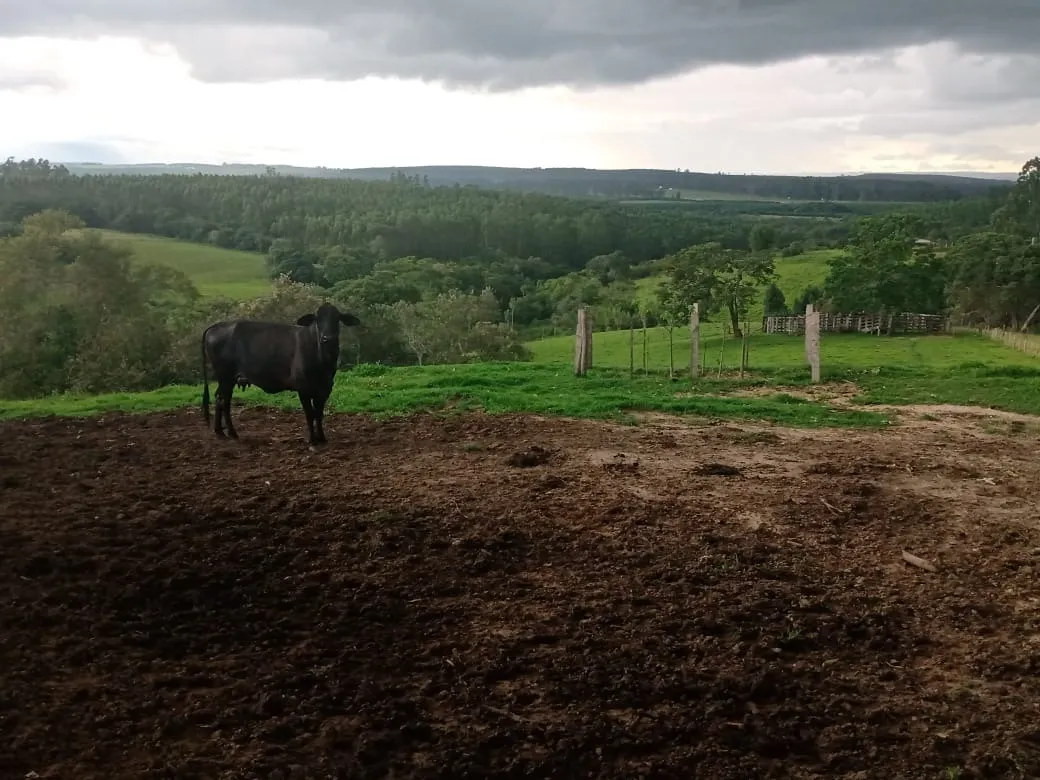 Sítio à venda de 15 ha em Angatuba, SP, Brasil