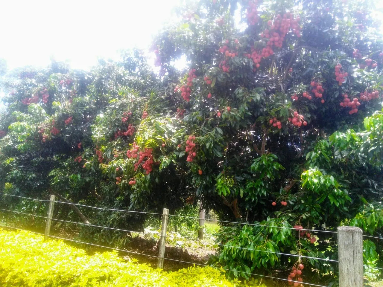 Sítio à venda de 15 ha em Angatuba, SP, Brasil