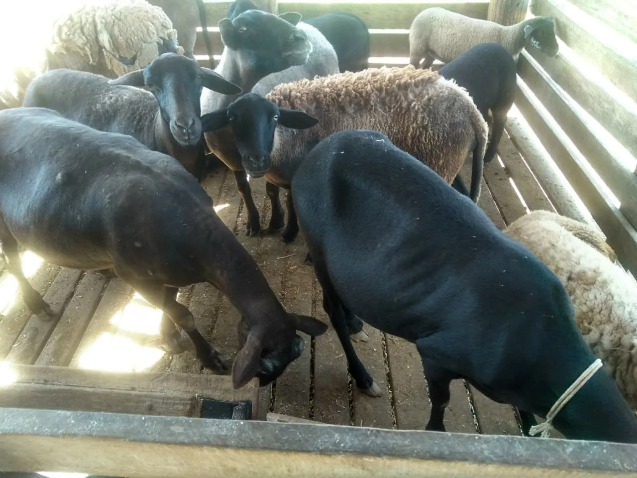 Sítio à venda de 15 ha em Angatuba, SP, Brasil