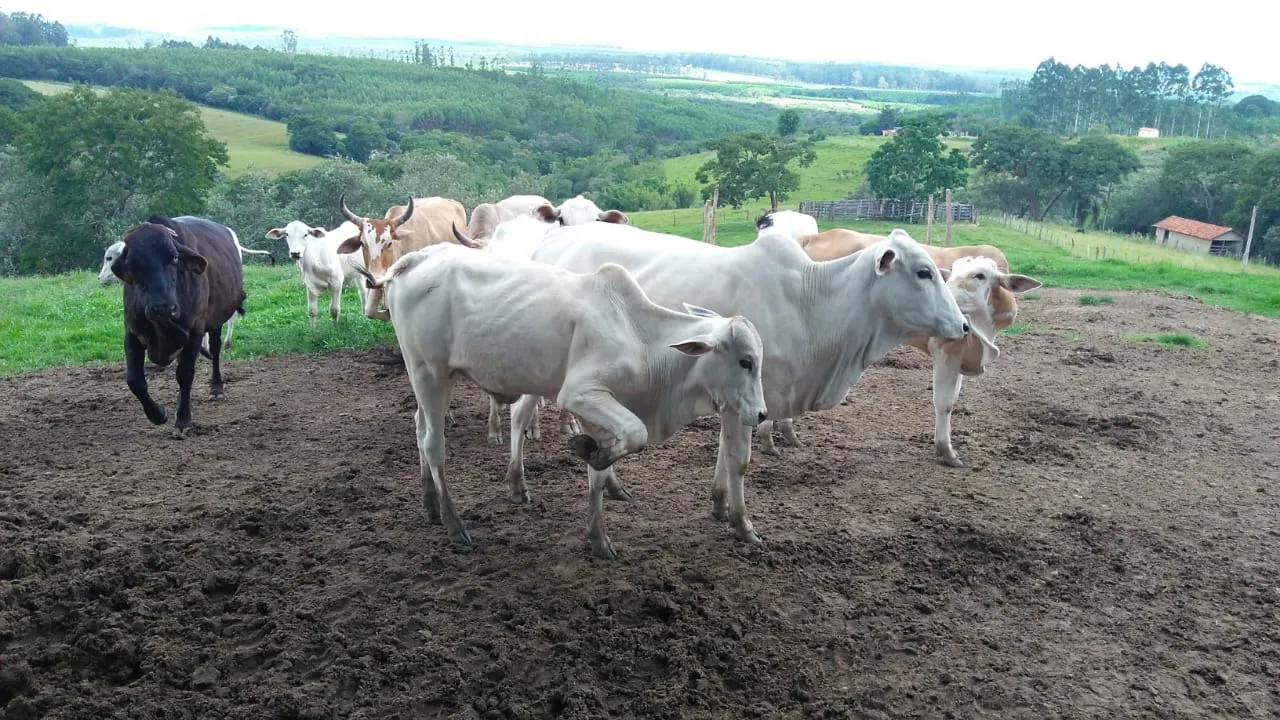 Sítio à venda de 15 ha em Angatuba, SP, Brasil