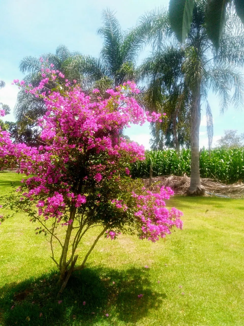 Sítio à venda de 15 ha em Angatuba, SP, Brasil