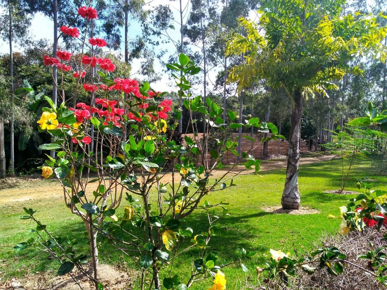 Sítio à venda de 15 ha em Angatuba, SP, Brasil