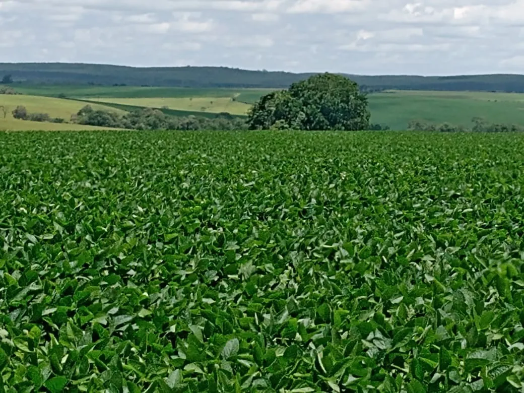 Sítio à venda de 31 ha em Angatuba, SP, Brasil