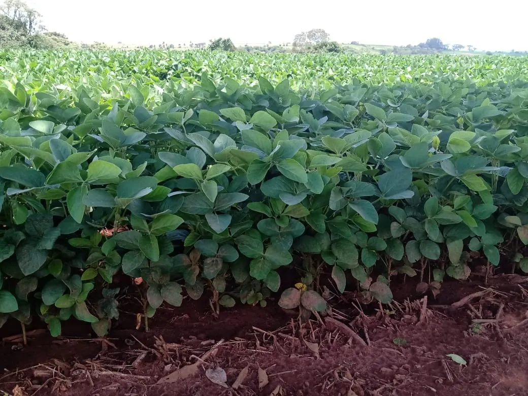 Sítio à venda de 31 ha em Angatuba, SP, Brasil