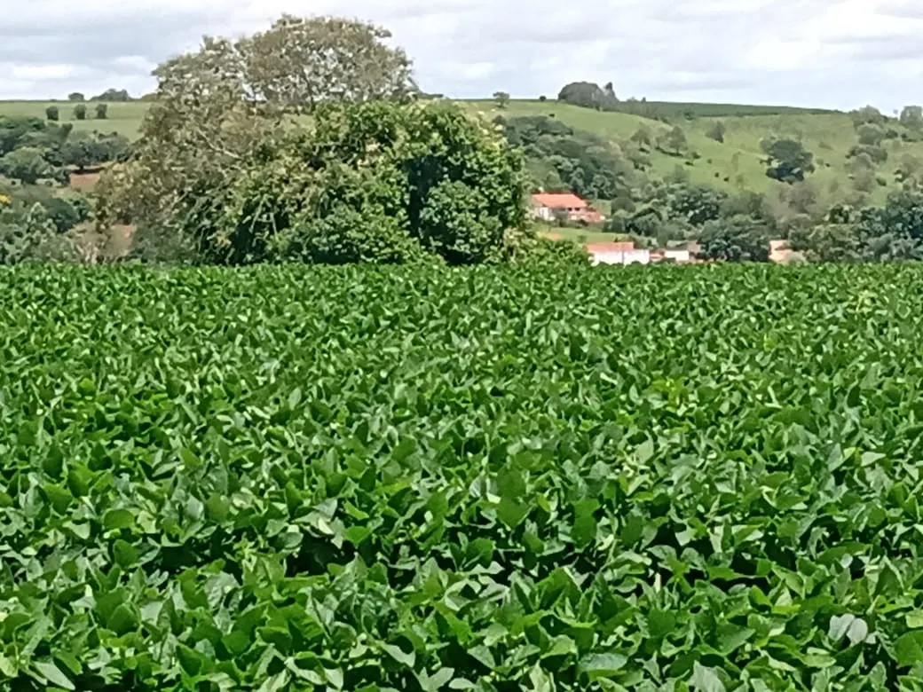 Sítio à venda de 31 ha em Angatuba, SP, Brasil