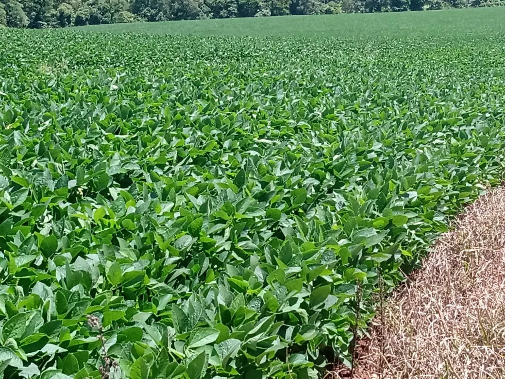 Sítio à venda de 31 ha em Angatuba, SP, Brasil