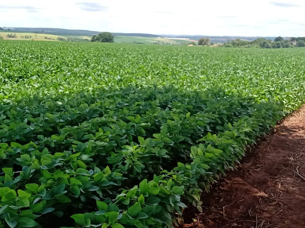 Sítio à venda de 31 ha em Angatuba, SP, Brasil