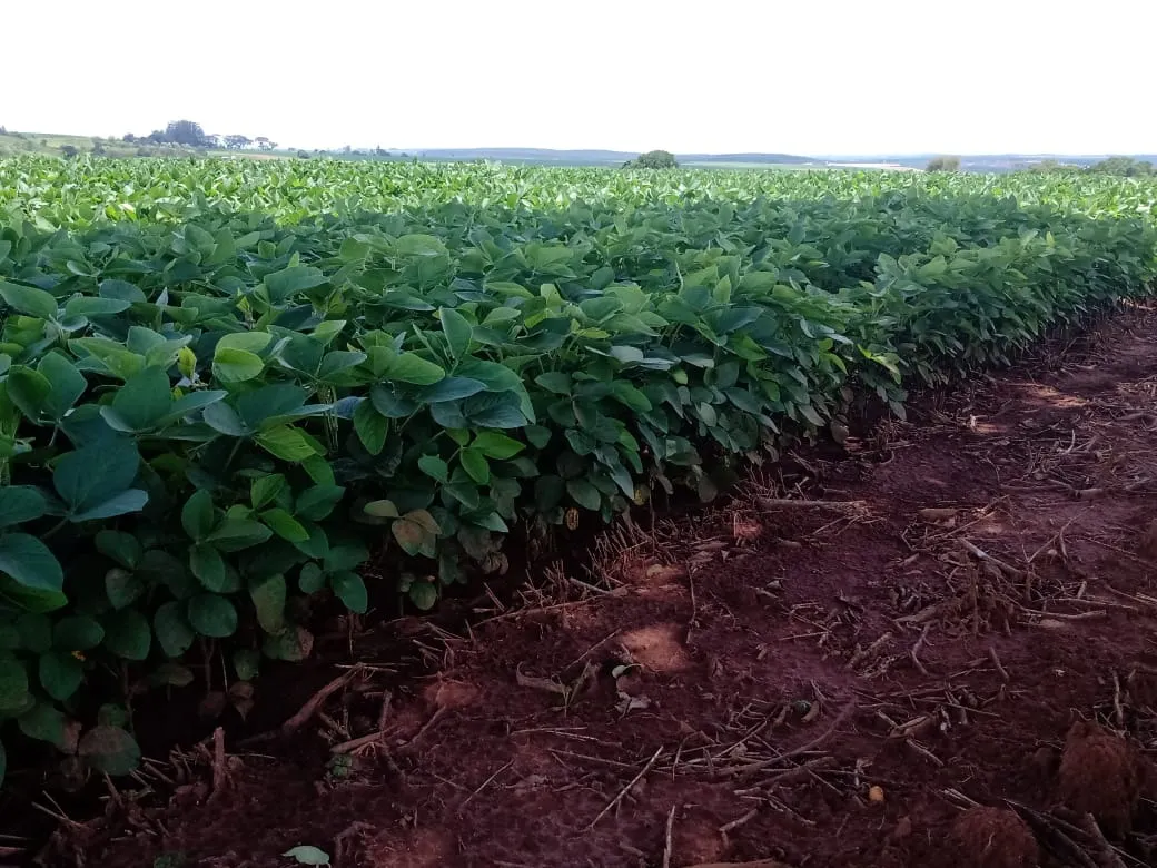 Sítio à venda de 31 ha em Angatuba, SP, Brasil