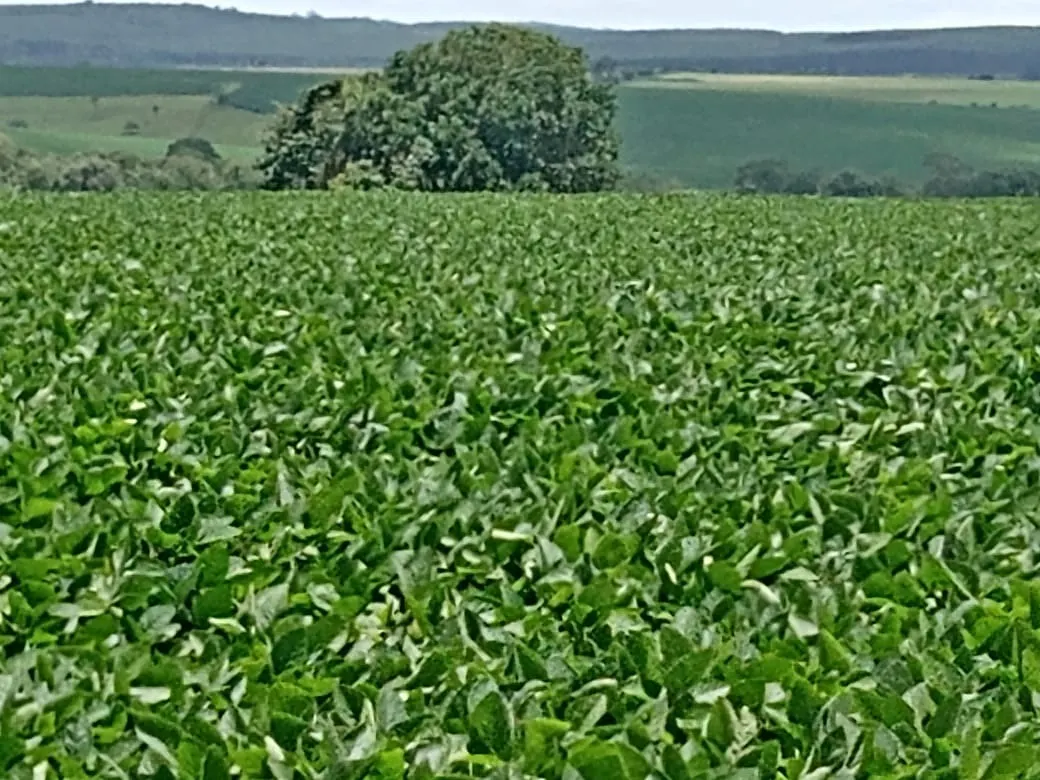 Sítio à venda de 31 ha em Angatuba, SP, Brasil