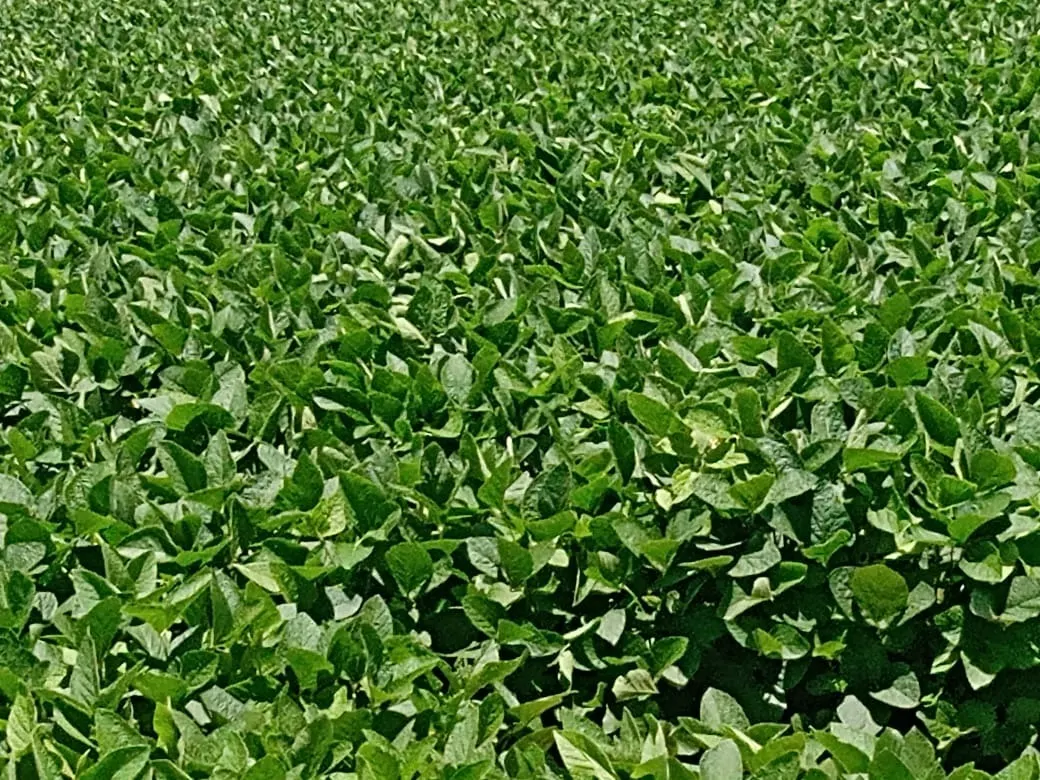 Sítio à venda de 31 ha em Angatuba, SP, Brasil