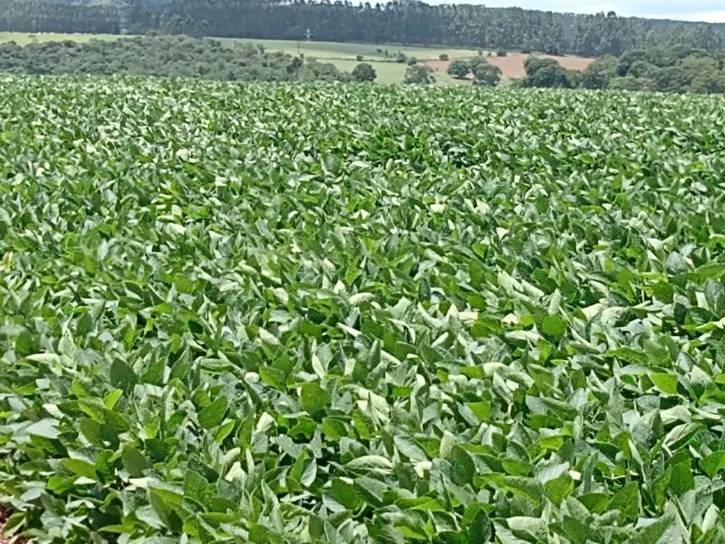 Sítio à venda de 31 ha em Angatuba, SP, Brasil
