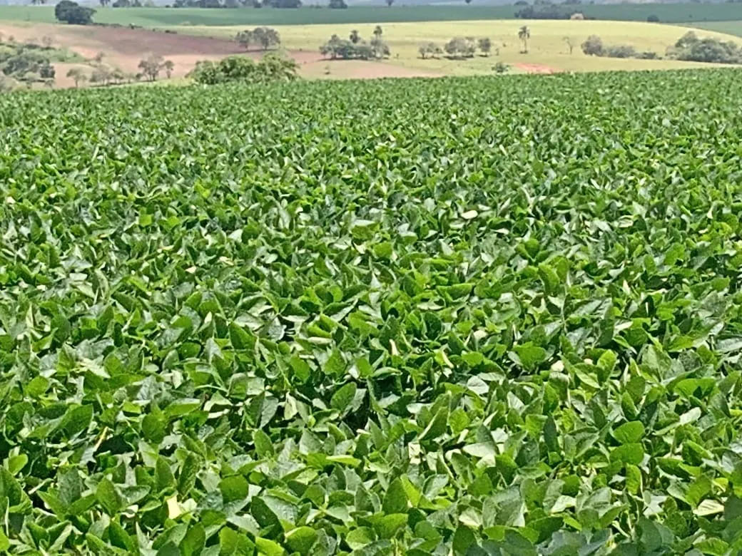 Sítio à venda de 31 ha em Angatuba, SP, Brasil