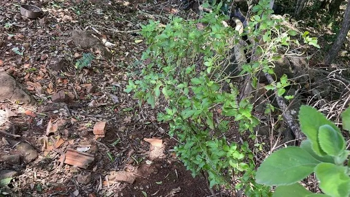 Plot for sale of 1,900 m² in Santo Antônio da Patrulha, RS, Brazil