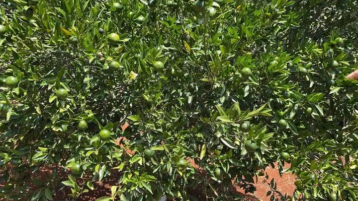 Plot for sale of 1,900 m² in Santo Antônio da Patrulha, RS, Brazil
