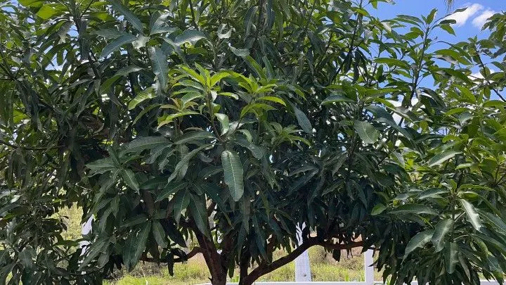 Plot for sale of 1,900 m² in Santo Antônio da Patrulha, RS, Brazil