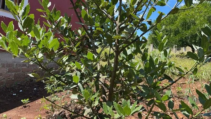 Plot for sale of 1,900 m² in Santo Antônio da Patrulha, RS, Brazil