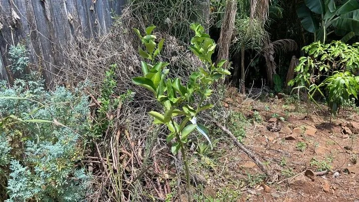 Plot for sale of 1,900 m² in Santo Antônio da Patrulha, RS, Brazil