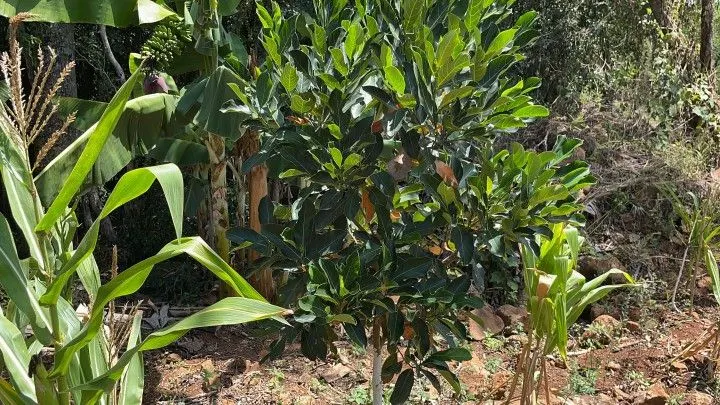 Plot for sale of 1,900 m² in Santo Antônio da Patrulha, RS, Brazil