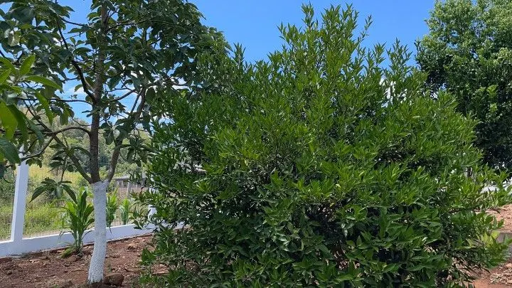 Plot for sale of 1,900 m² in Santo Antônio da Patrulha, RS, Brazil