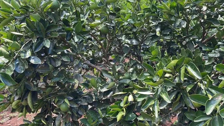 Plot for sale of 1,900 m² in Santo Antônio da Patrulha, RS, Brazil