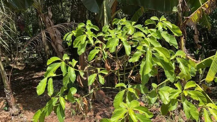 Plot for sale of 1,900 m² in Santo Antônio da Patrulha, RS, Brazil