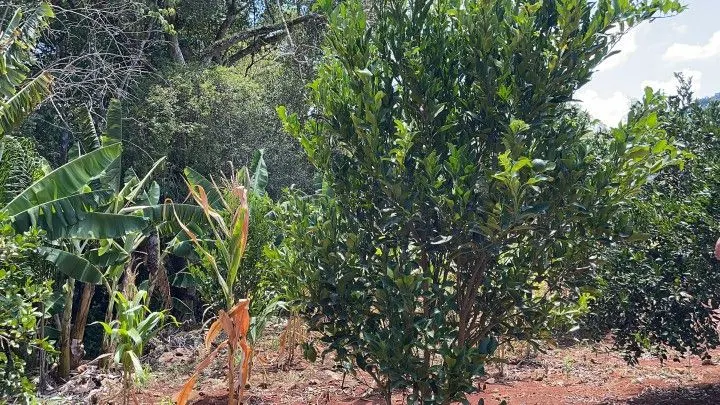 Plot for sale of 1,900 m² in Santo Antônio da Patrulha, RS, Brazil