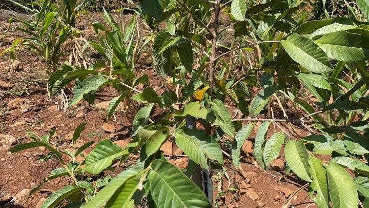 Plot for sale of 1,900 m² in Santo Antônio da Patrulha, RS, Brazil