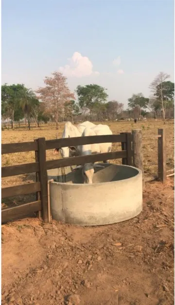 Farm for sale of 3,212 acres in Cáceres, MT, Brazil
