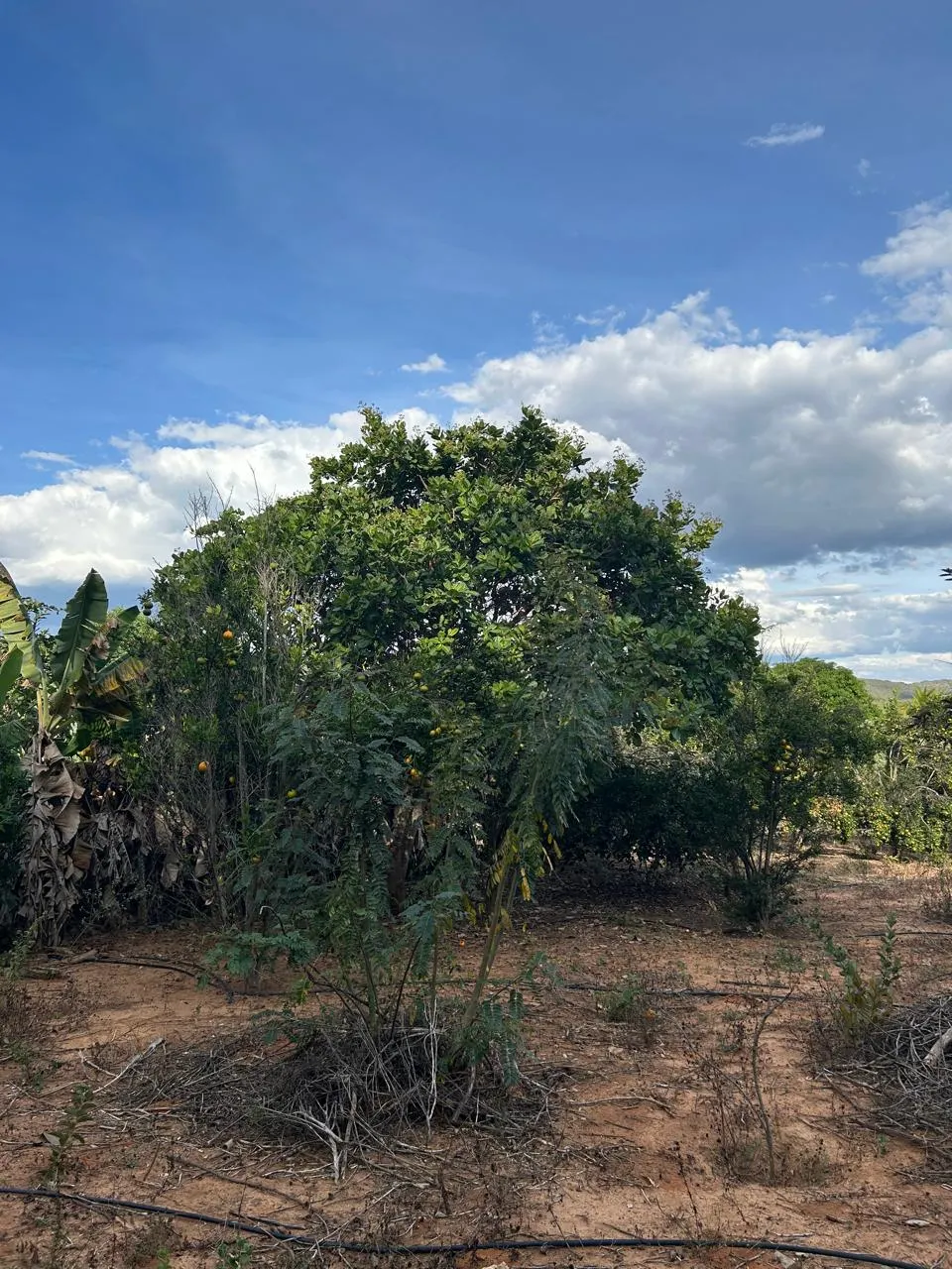 Fazenda à venda de 220 ha em Grão Mogol, MG, Brasil