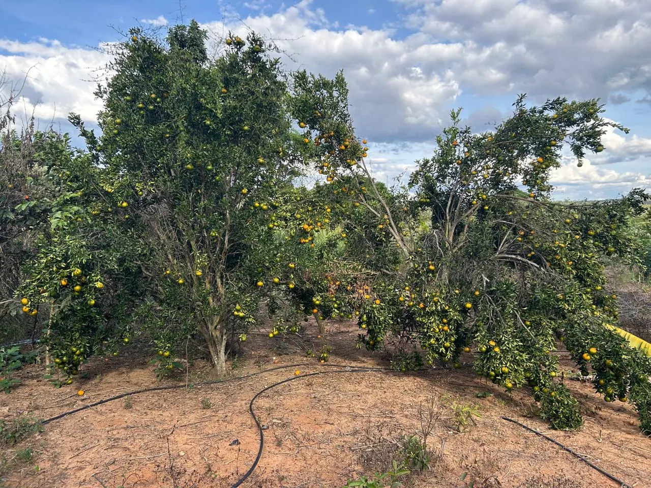 Fazenda à venda de 220 ha em Grão Mogol, MG, Brasil