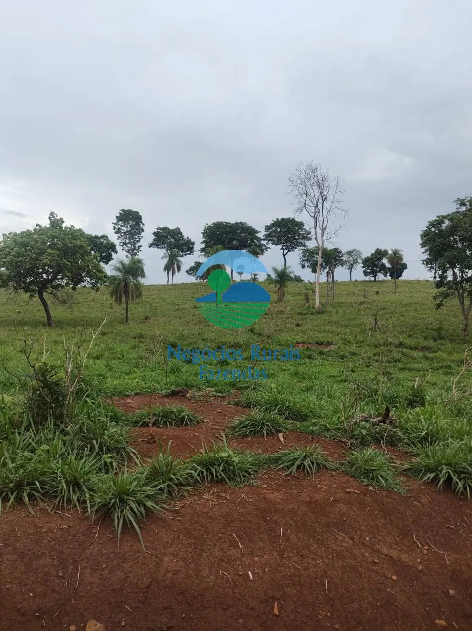 Fazenda à venda de 363 ha em Niquelândia, GO, Brasil