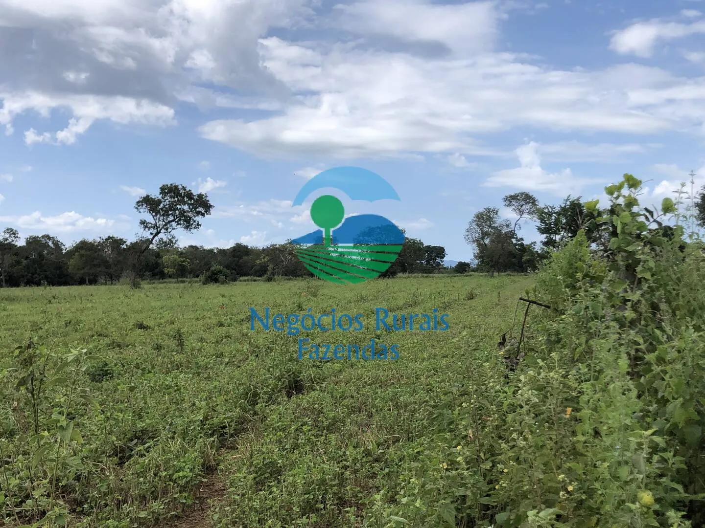 Fazenda à venda de 363 ha em Niquelândia, GO, Brasil