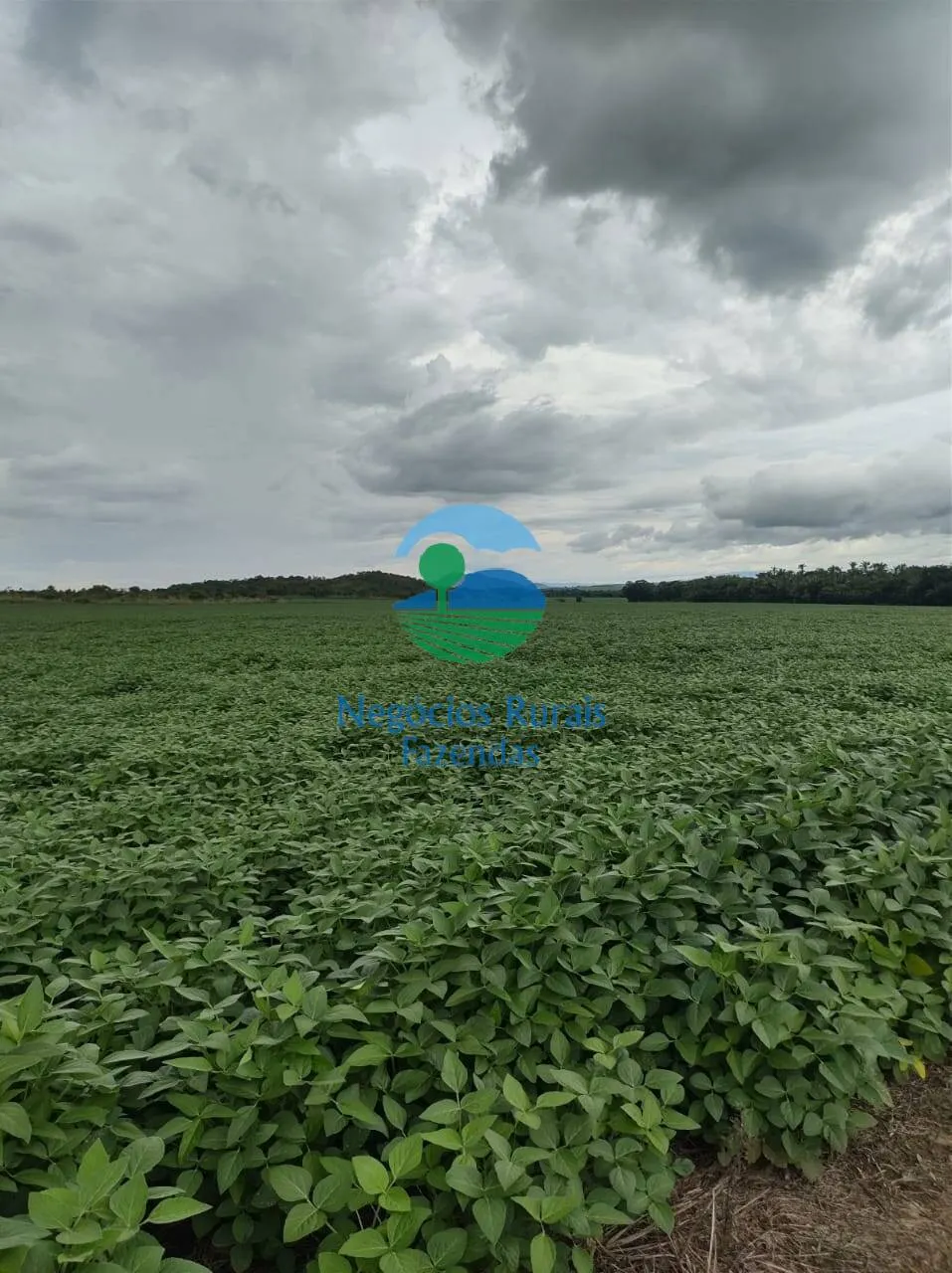 Fazenda à venda de 363 ha em Niquelândia, GO, Brasil