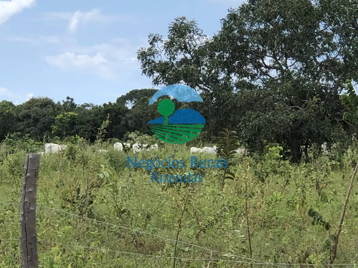 Fazenda à venda de 363 ha em Niquelândia, GO, Brasil