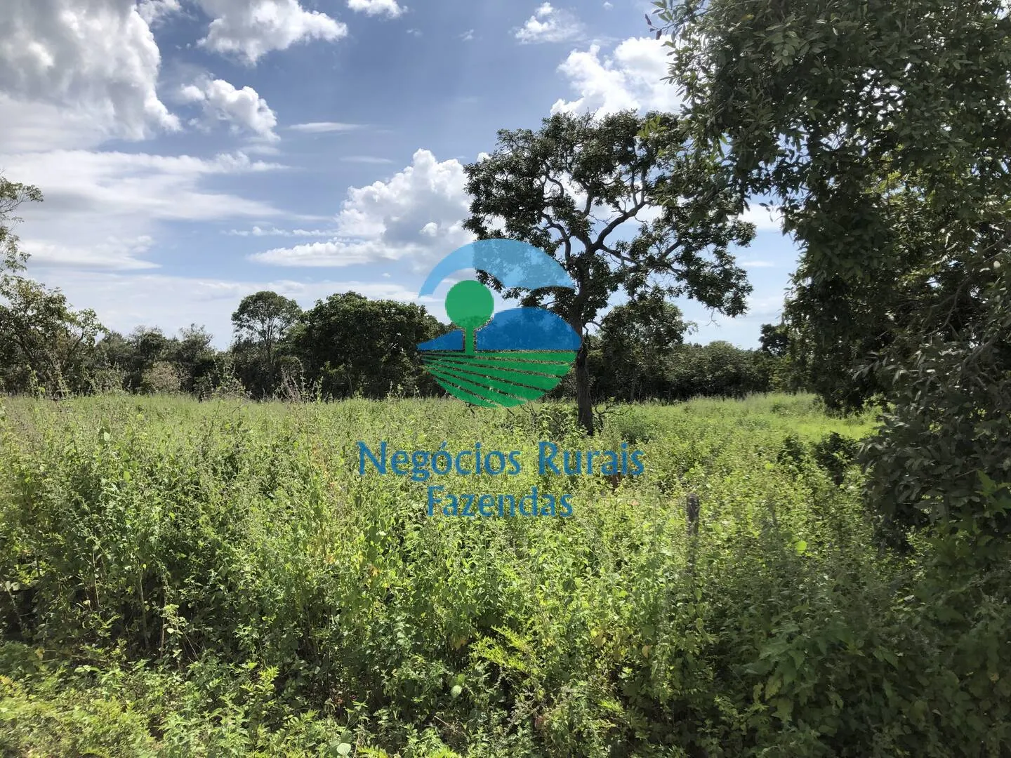 Fazenda à venda de 363 ha em Niquelândia, GO, Brasil