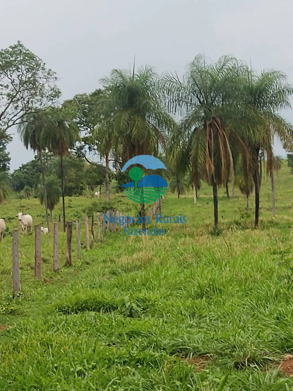 Fazenda à venda de 363 ha em Niquelândia, GO, Brasil