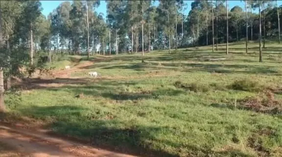 Fazenda à venda de 126 ha em Mococa, SP, Brasil