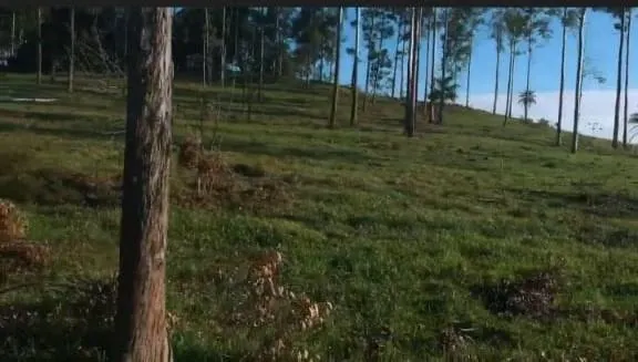 Fazenda à venda de 126 ha em Mococa, SP, Brasil
