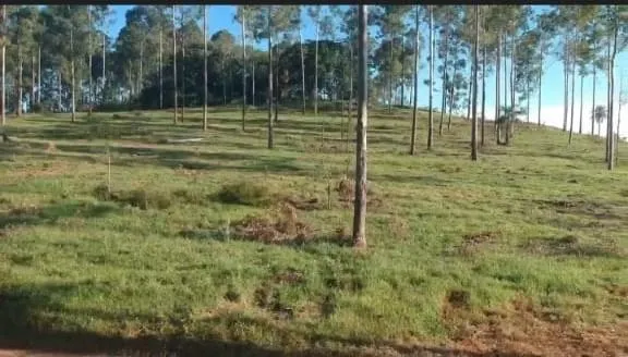 Fazenda à venda de 126 ha em Mococa, SP, Brasil