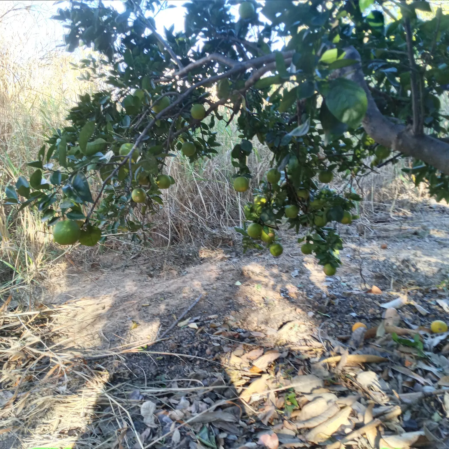Sítio à venda de 10 ha em Vila Boa, GO, Brasil