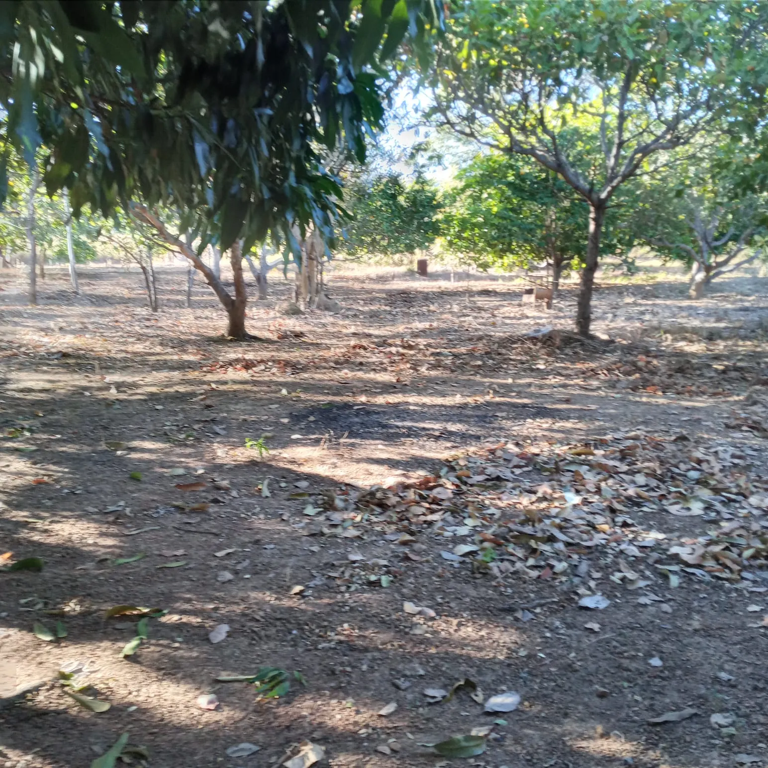 Sítio à venda de 10 ha em Vila Boa, GO, Brasil