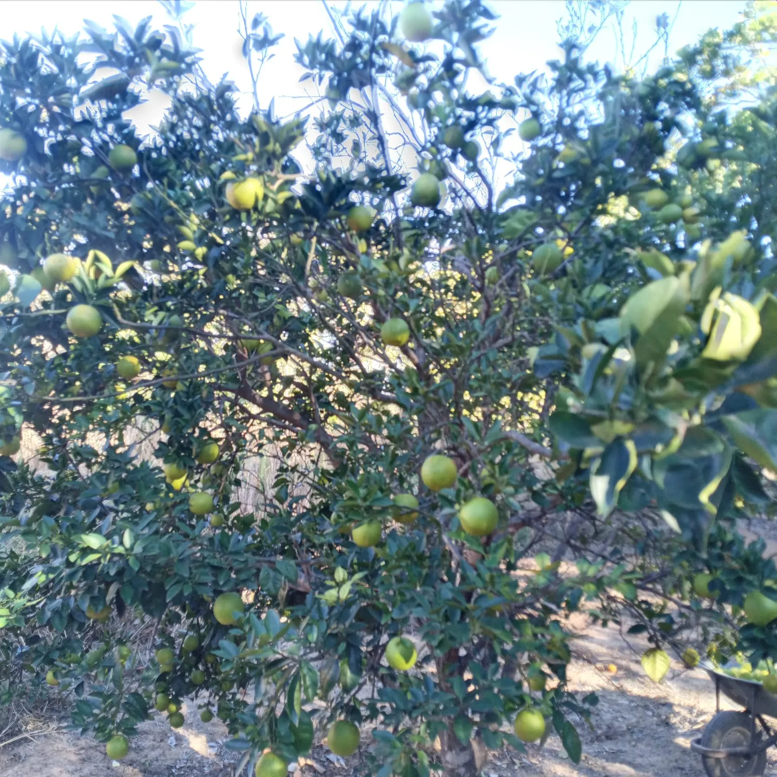 Sítio à venda de 10 ha em Vila Boa, GO, Brasil