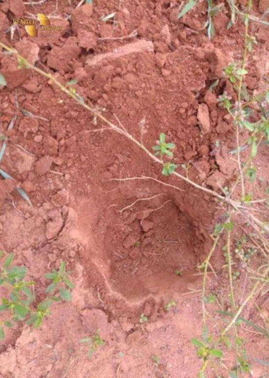 Fazenda à venda de 1.465 ha em Nossa Senhora do Livramento, MT, Brasil