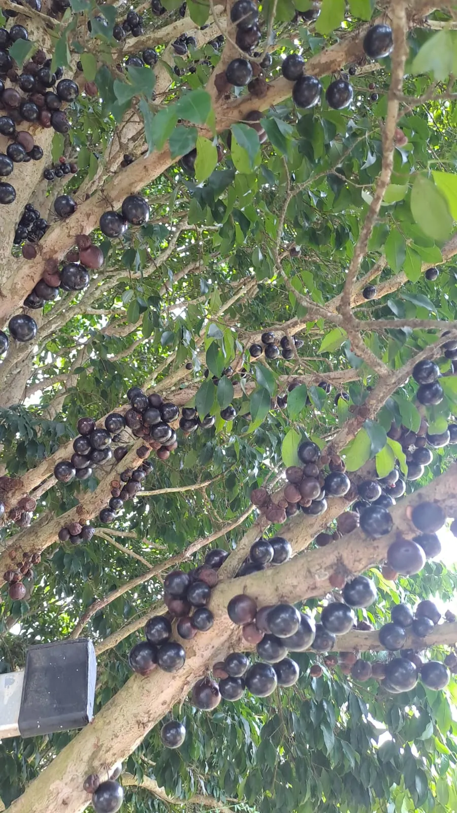 Sítio à venda de 3 ha em São Miguel Arcanjo, SP, Brasil