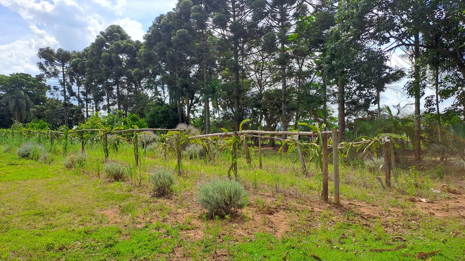 Sítio à venda de 3 ha em São Miguel Arcanjo, SP, Brasil