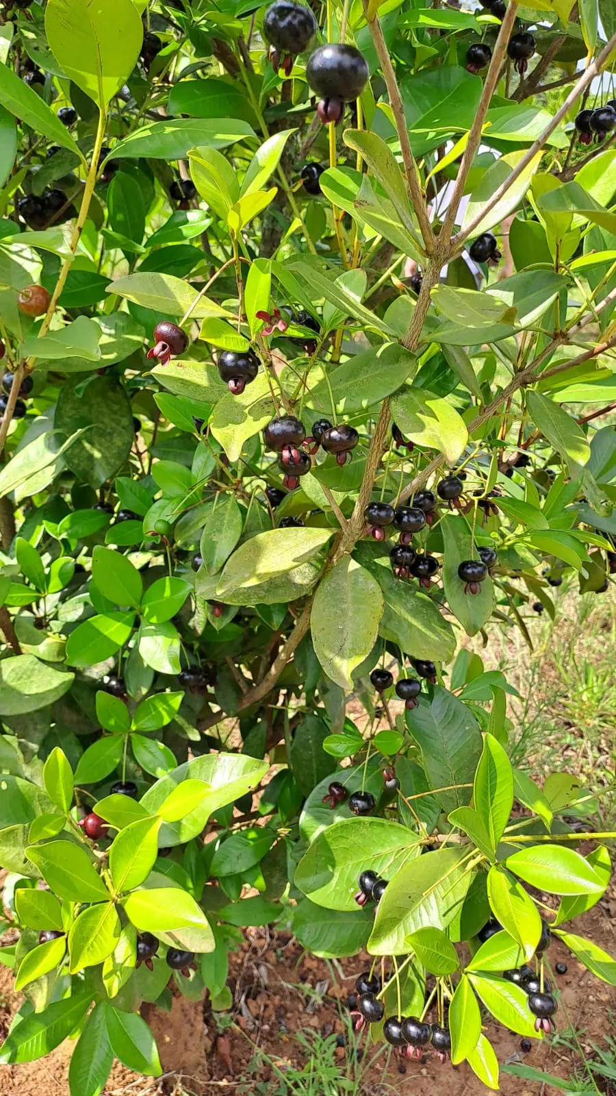 Sítio à venda de 3 ha em São Miguel Arcanjo, SP, Brasil