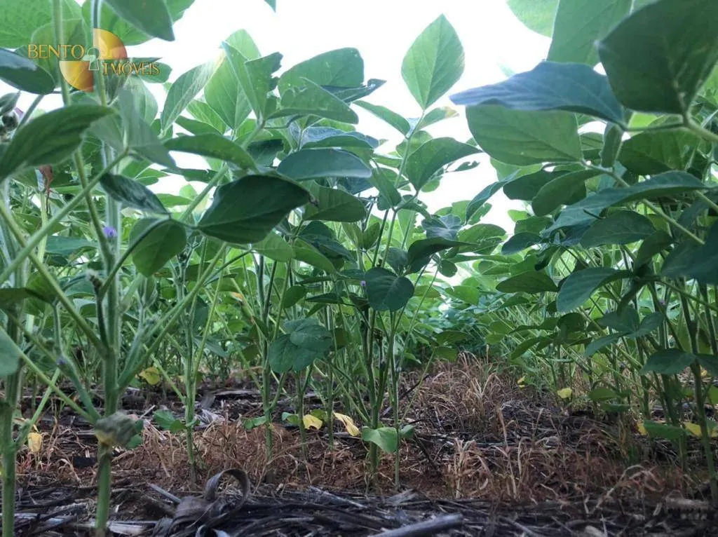 Farm for sale of 96,371 acres in Confresa, MT, Brazil