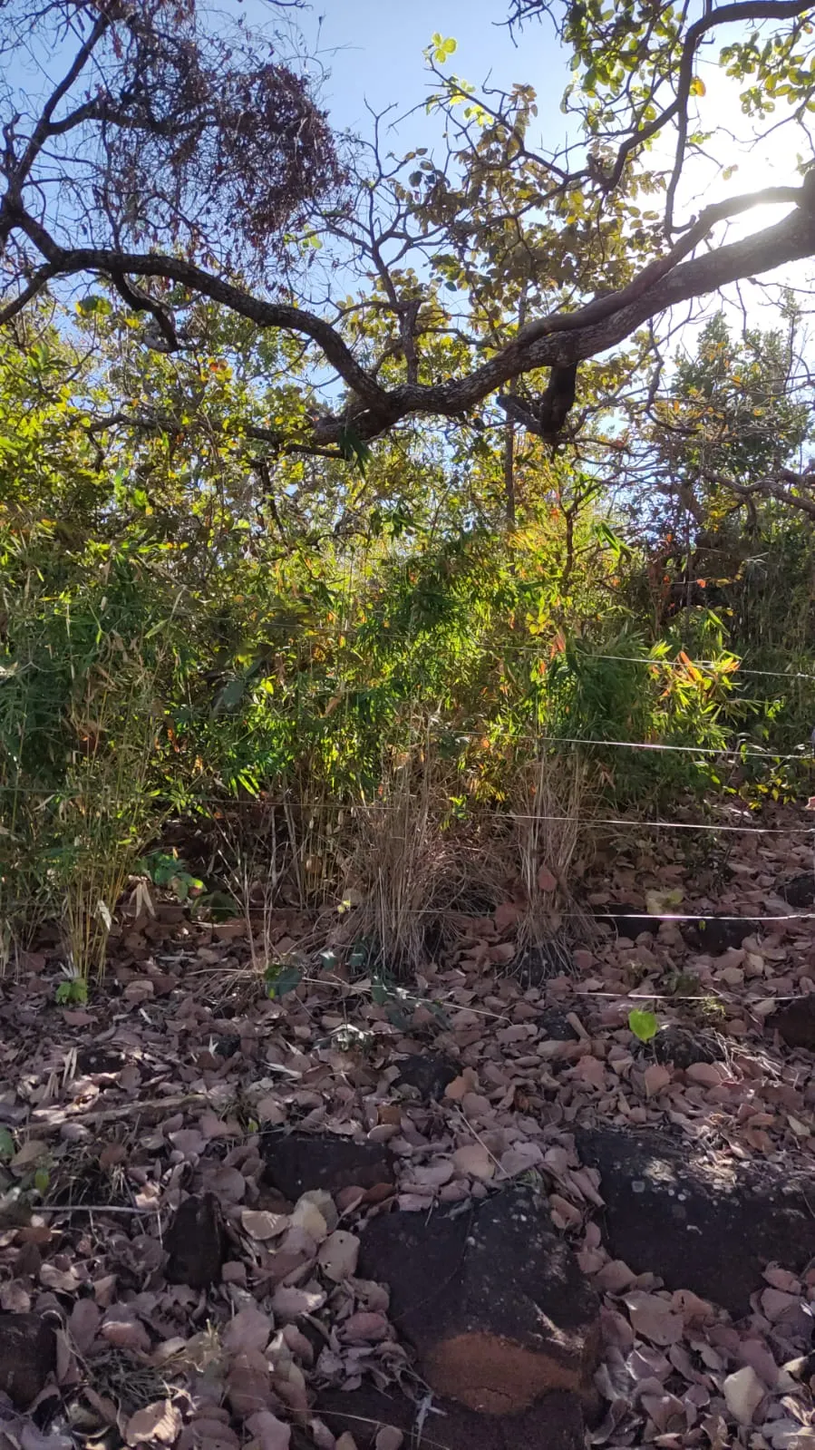 Small farm for sale of 334 acres in Barro Alto, GO, Brazil