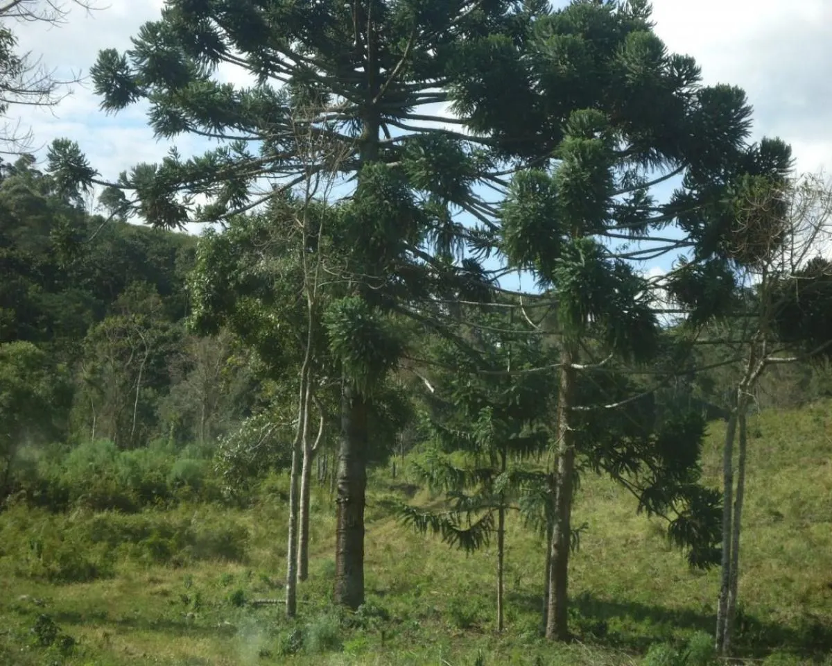 Small farm for sale of 111 acres in Roseira, SP, Brazil