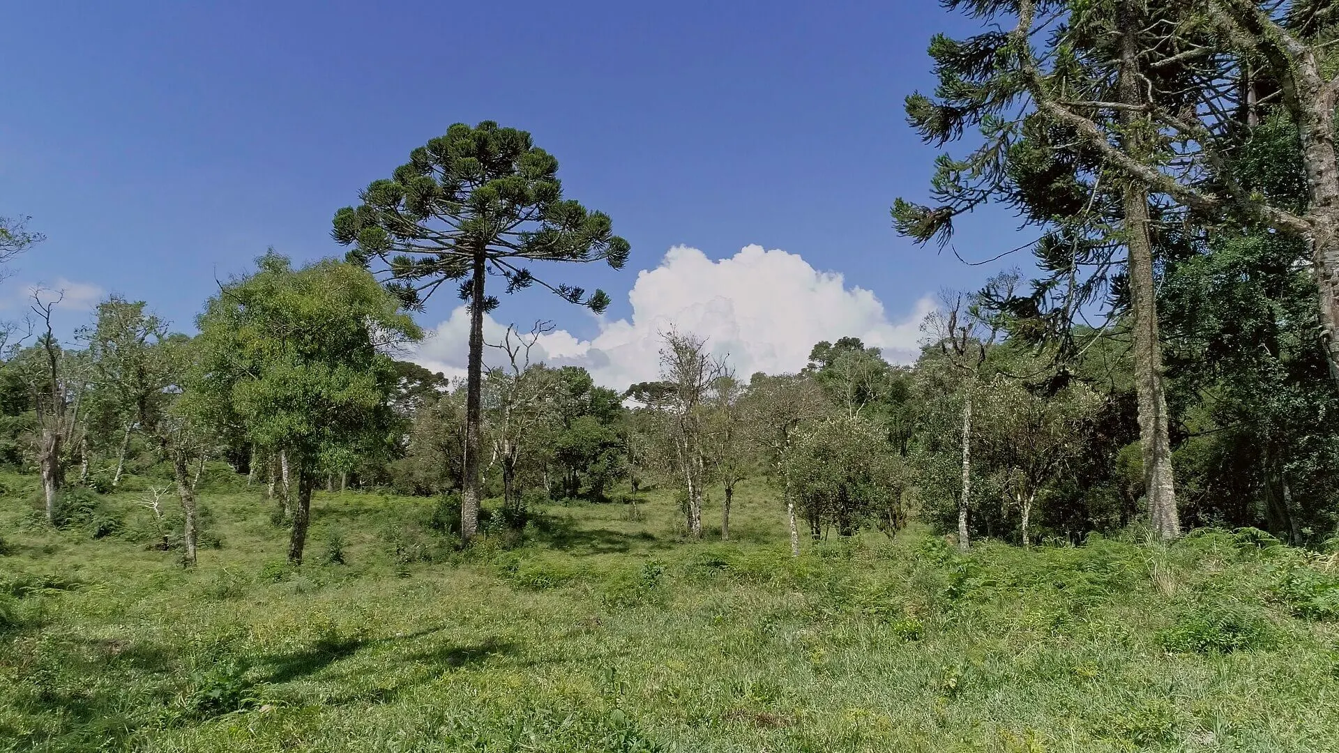 Sítio à venda de 5 ha em Urubici, SC, Brasil